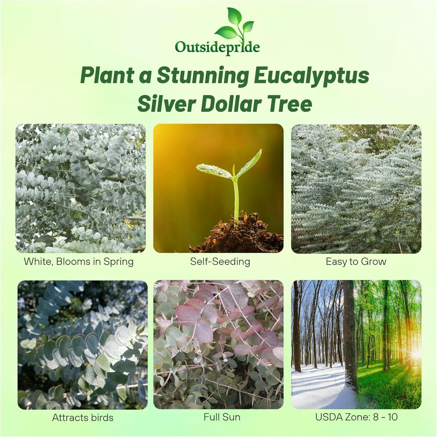 50 Seeds Eucalyptus Seeds – Eucalyptus Cinerea Silver Dollar Seed