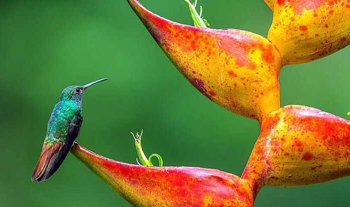 10 SPLASH (Heliconia champneiana) SEEDS Lobster Claw Flower Banana Like Rare