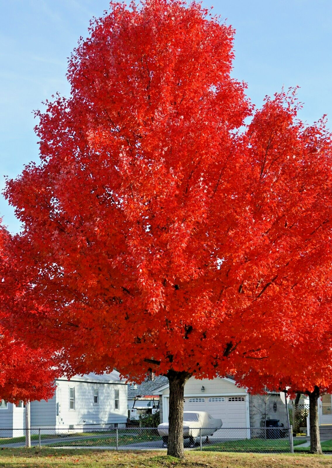 20 RED MAPLE SEEDS – Acer rubrum