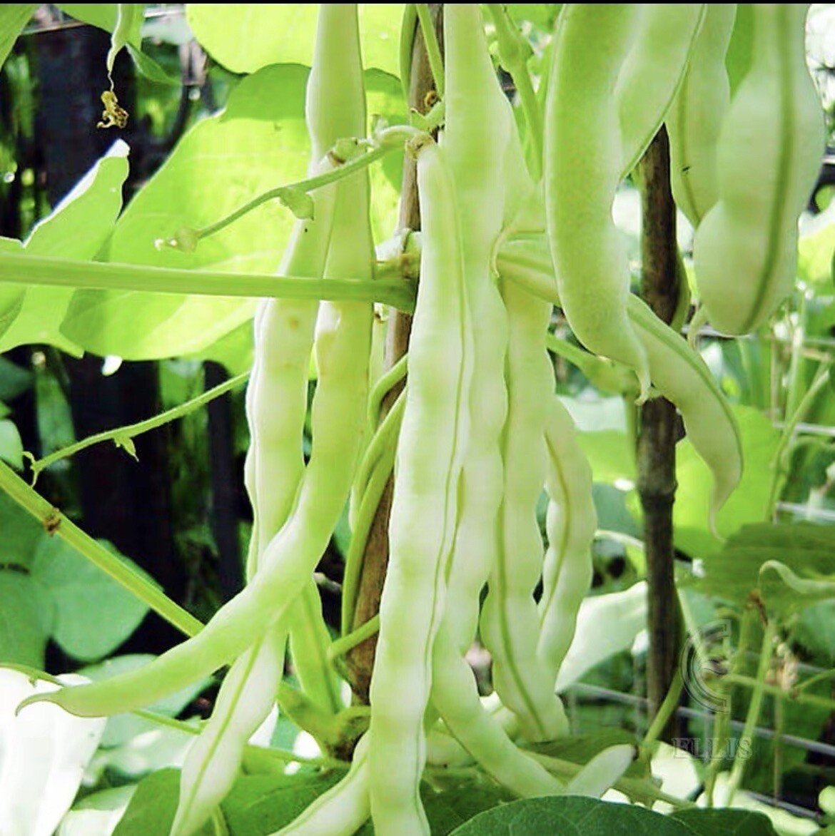 60Ct white 9 seeds bean seeds Stringless Bean Heavy producer 60粒高产九粒白种子2023年产新种子