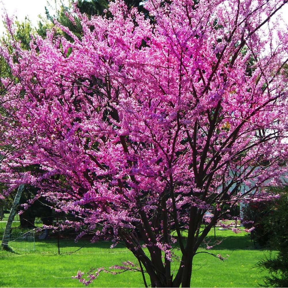 Judas Tree Seeds (Cercis siliquastrum) Mediterranean Redbud Plant Fast Hardy-4