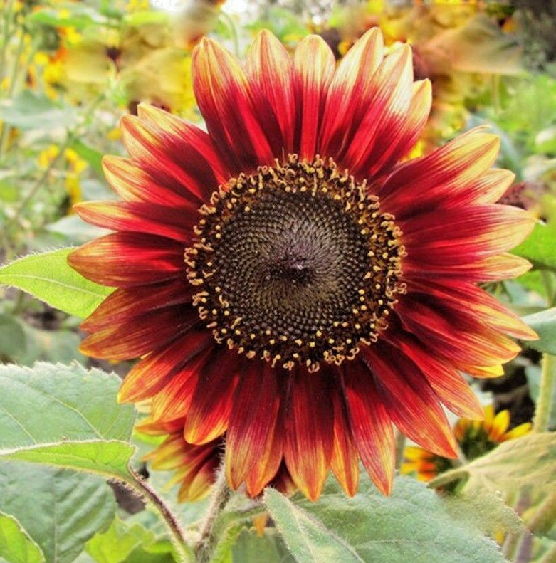 50+ INDIAN BLANKET SUNFLOWER SEEDS – Native Wildflower – Cut Flowers