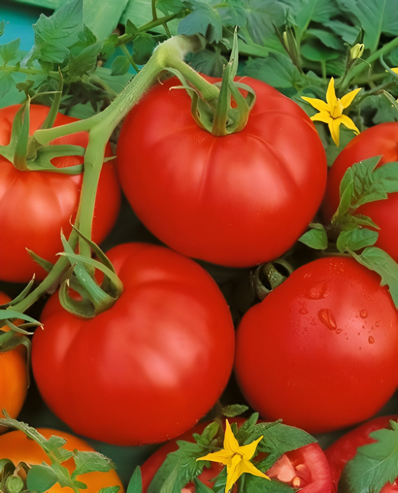 125 Heirloom Bonny Best Tomato Seeds Classic Red Slicing Tomato Garden Favorite