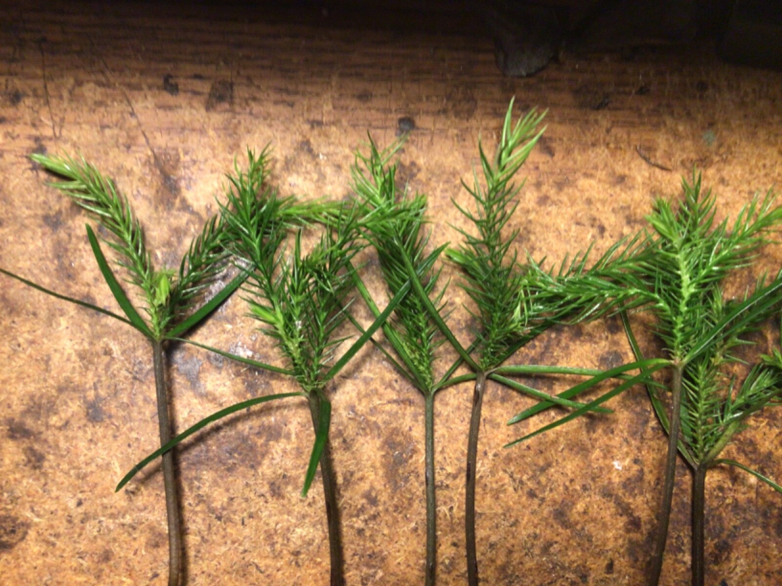*100 Araucaria excelsa/heterophylla plants*NORFOLK ISLAND PINE*4-7 inches each*