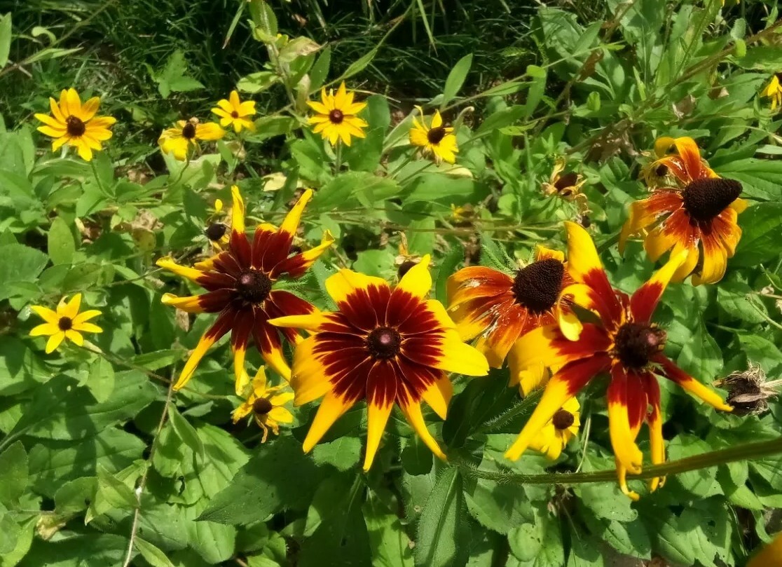 300+Native Perennial Large Daisy Seeds(Rudbeckia Hirta Gloriosa)Gold,Orange,Red.