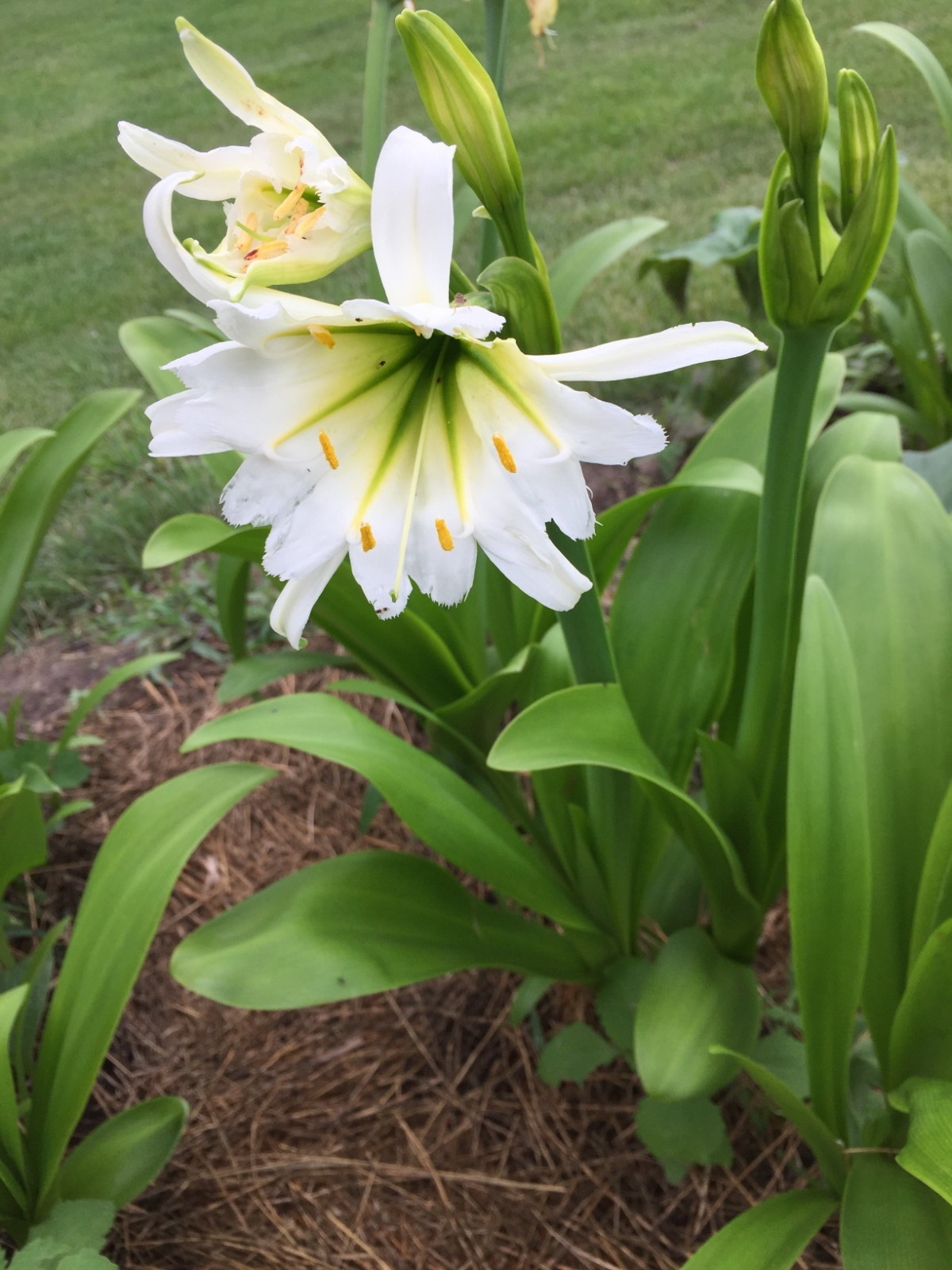 Spider Lily, Peruvian Daffodil Hymenocallis festalis 5 bulbs