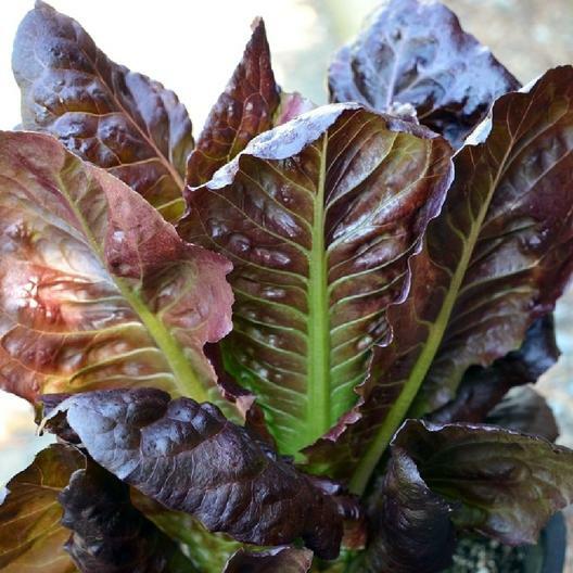 1000 ROUGE D’HIVER LETTUCE SEEDS ~ heirloomseedguy ~ 2026 ~ NON-GMO