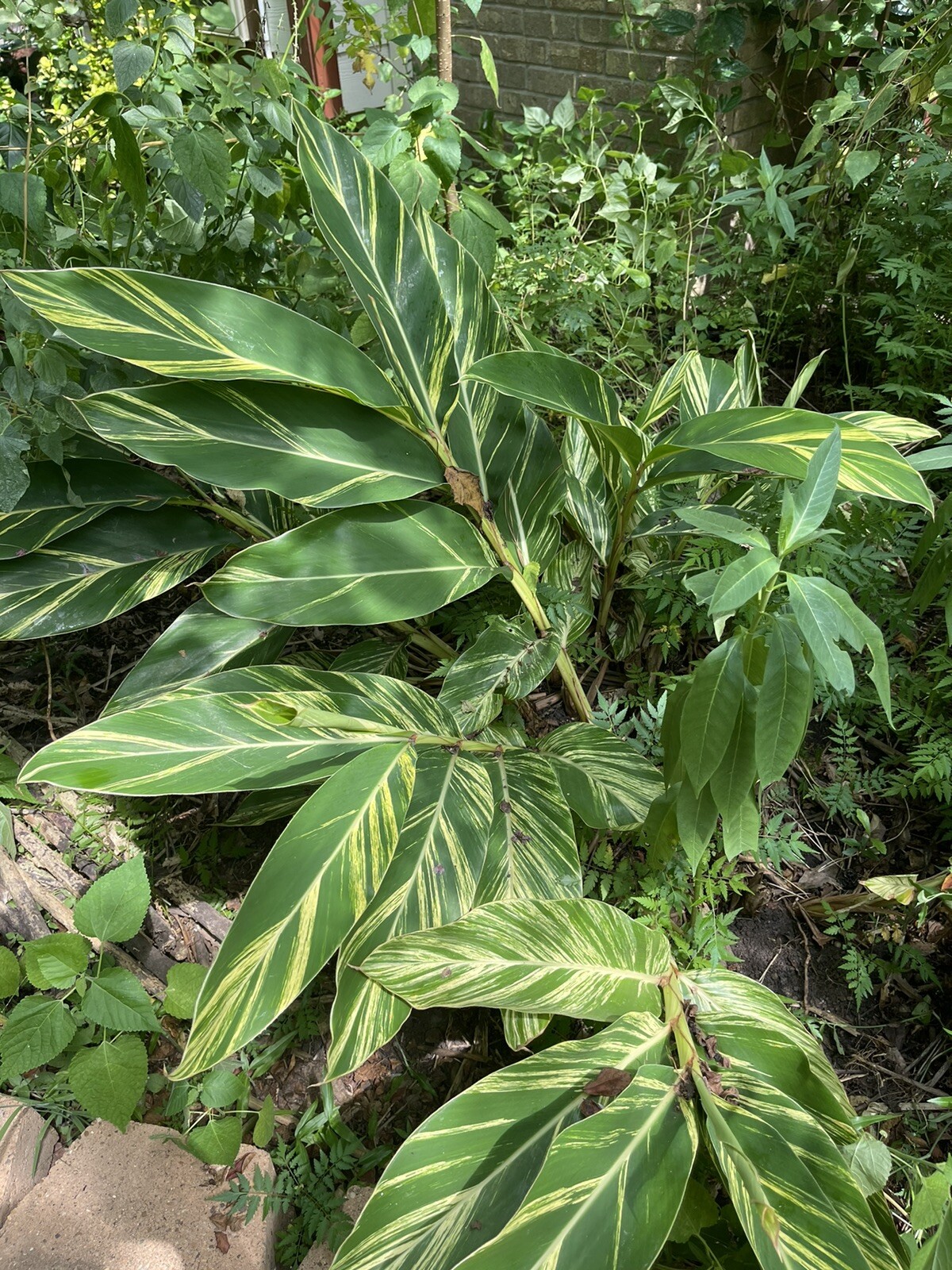 Variegated Shell Ginger (1) Rhizome Alpinia zerumbet 🌸