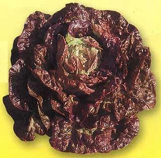 Lettuce Marvel of 4 Seasons 5,000 seeds