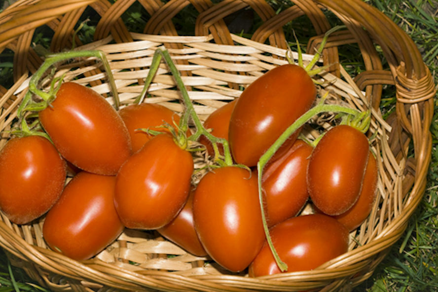 Vegetable Seeds -Roma Paste Heirloom Tomato – 20 Seeds