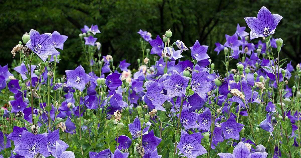 100+ Seeds Balloon Flower (Platycodon Grandiflorus) Perennial