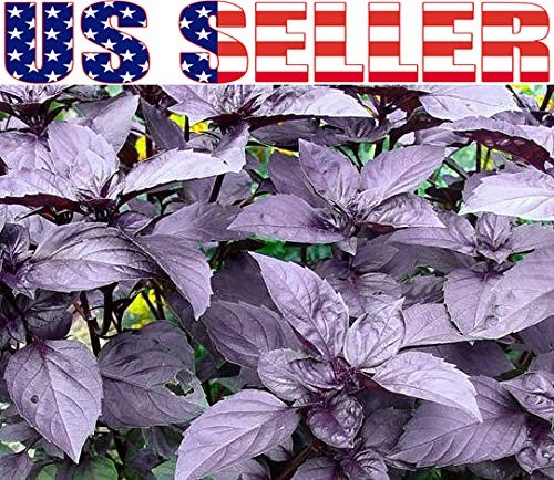 1000 Mixed Herb Seeds Heirloom Non GMO 12 Varieties This is a Mix, Thyme Oreg…