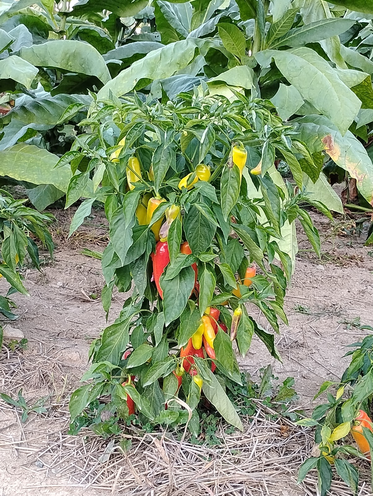 50 Ct. Great Lakes Mild & Sweet Pepper Seeds – Organic, Non-GMO, Michigan Grown