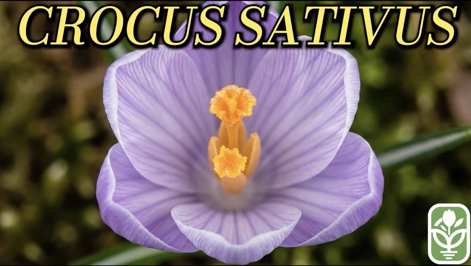 10 Large Saffron Crocus Corms – Purple Blooms, Perennial Bulbs for Outdoor Plant