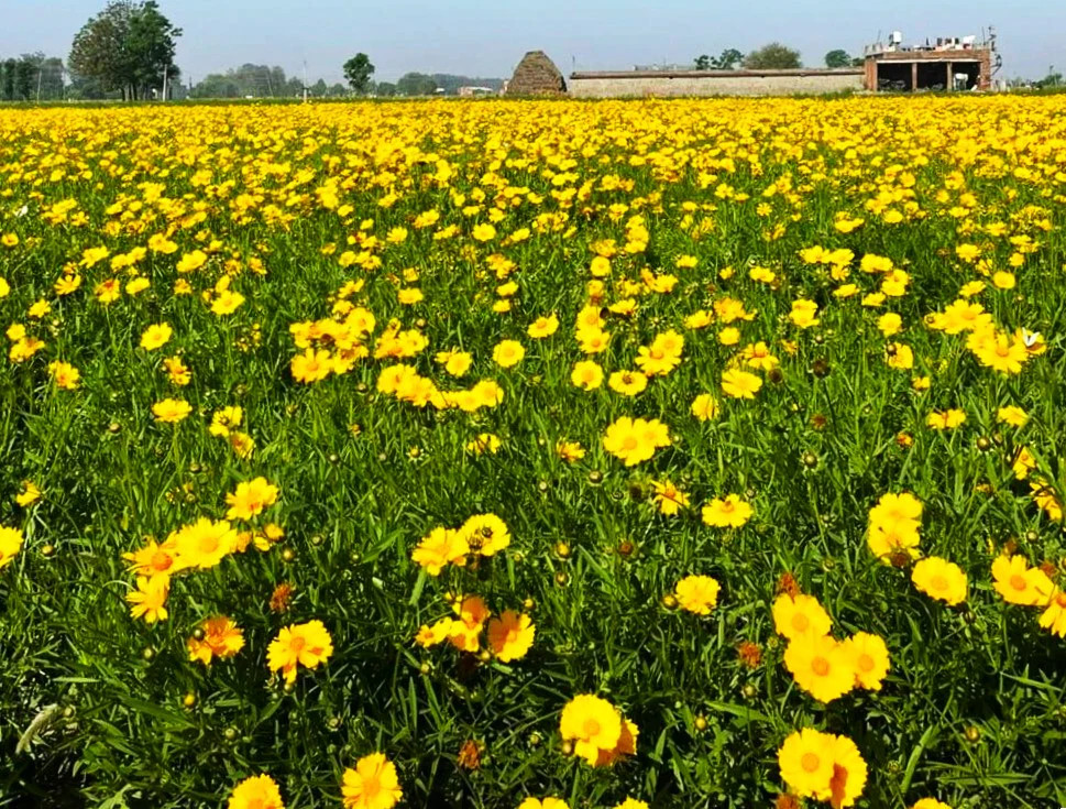 Lanceleaf Coreopsis Seeds | Yellow Tickseed May Perennial Wildflower Seed 2025