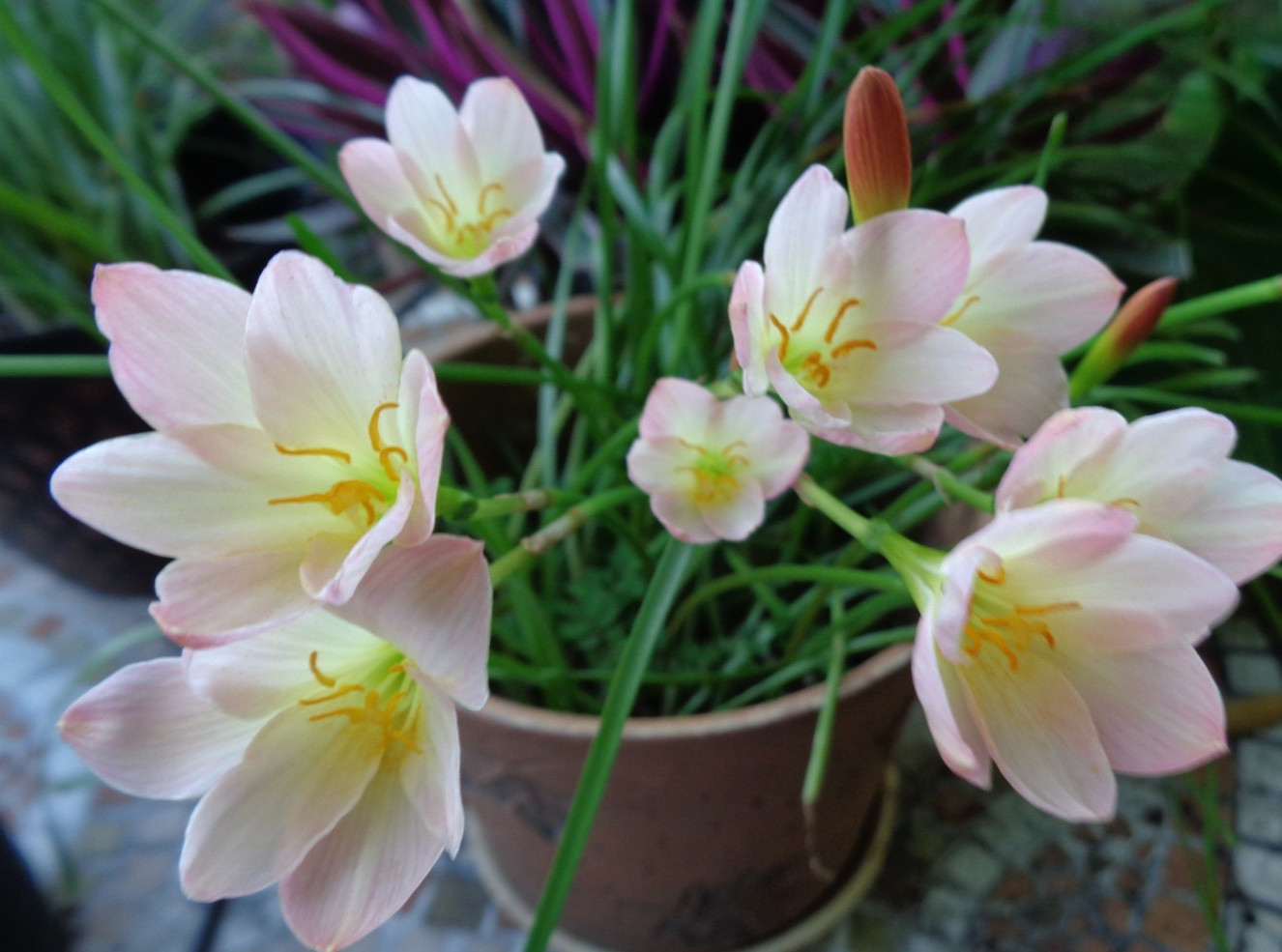 15 Fresh Seeds Pink / White / Yellow Rain Lily