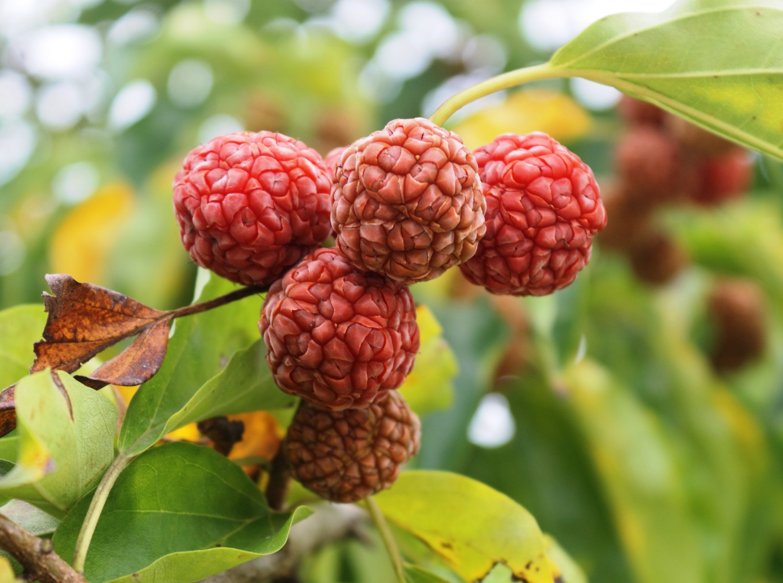 Chinese Mulberry, Silkworm Tree (Maclura tricuspidata), 10 seeds