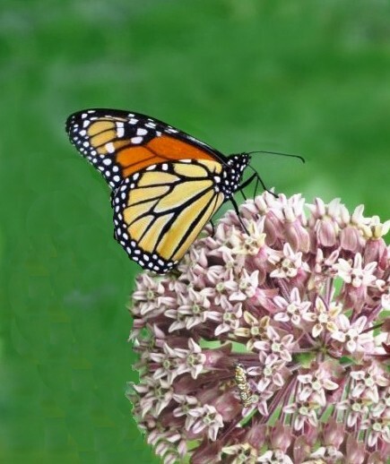 100+ Common Milkweed Seeds, Attract Monarch Butterflies*