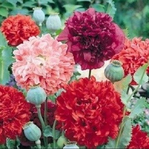 Peony Poppy Seeds Doubles Mixed Colors 5,000 Seeds For Growing Giant Poppies!