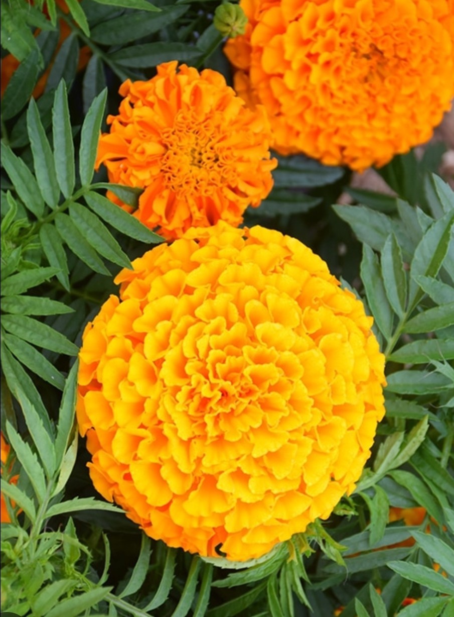 100+ ORANGE AND YELLOW CRACKERJACK MARIGOLD SEEDS ORGANIC FREE SHIPPING FRESH