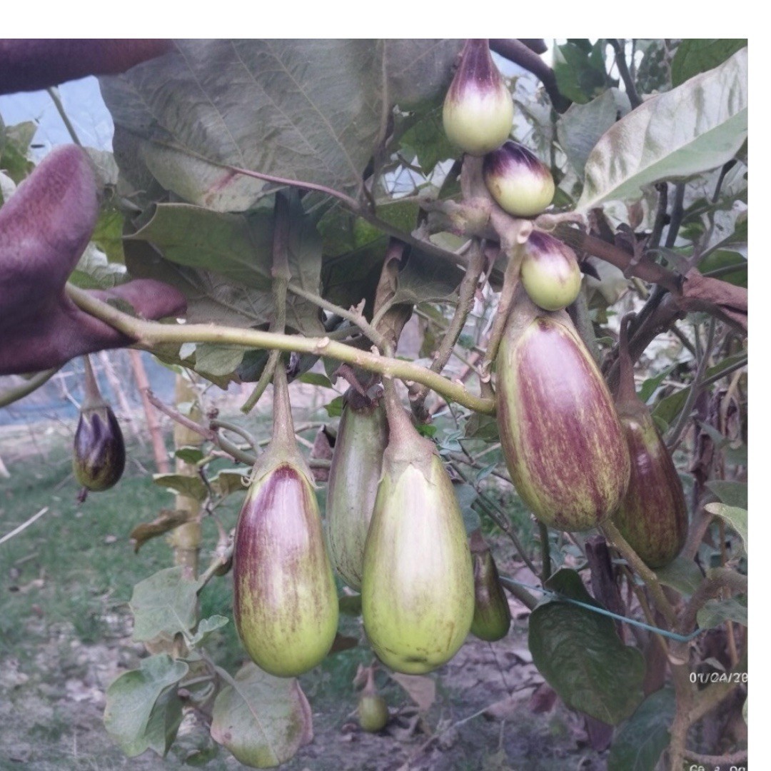 Brinjal Shayola Variety Seeds | Authentic Bangladeshi Organic HYV Eggplant Seeds