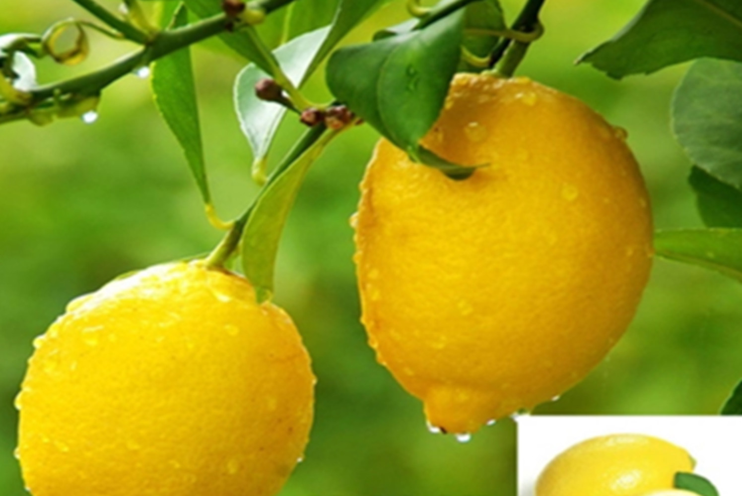 (10) LEMON/LIME SEEDS perennial garden bed citrus bush plant USA SELLER W/TRACK