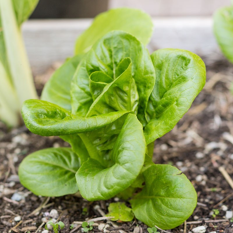 601+LITTLE GEM BUTTERHEAD Seed Leaf Lettuce Organic Spring Fall Garden Container