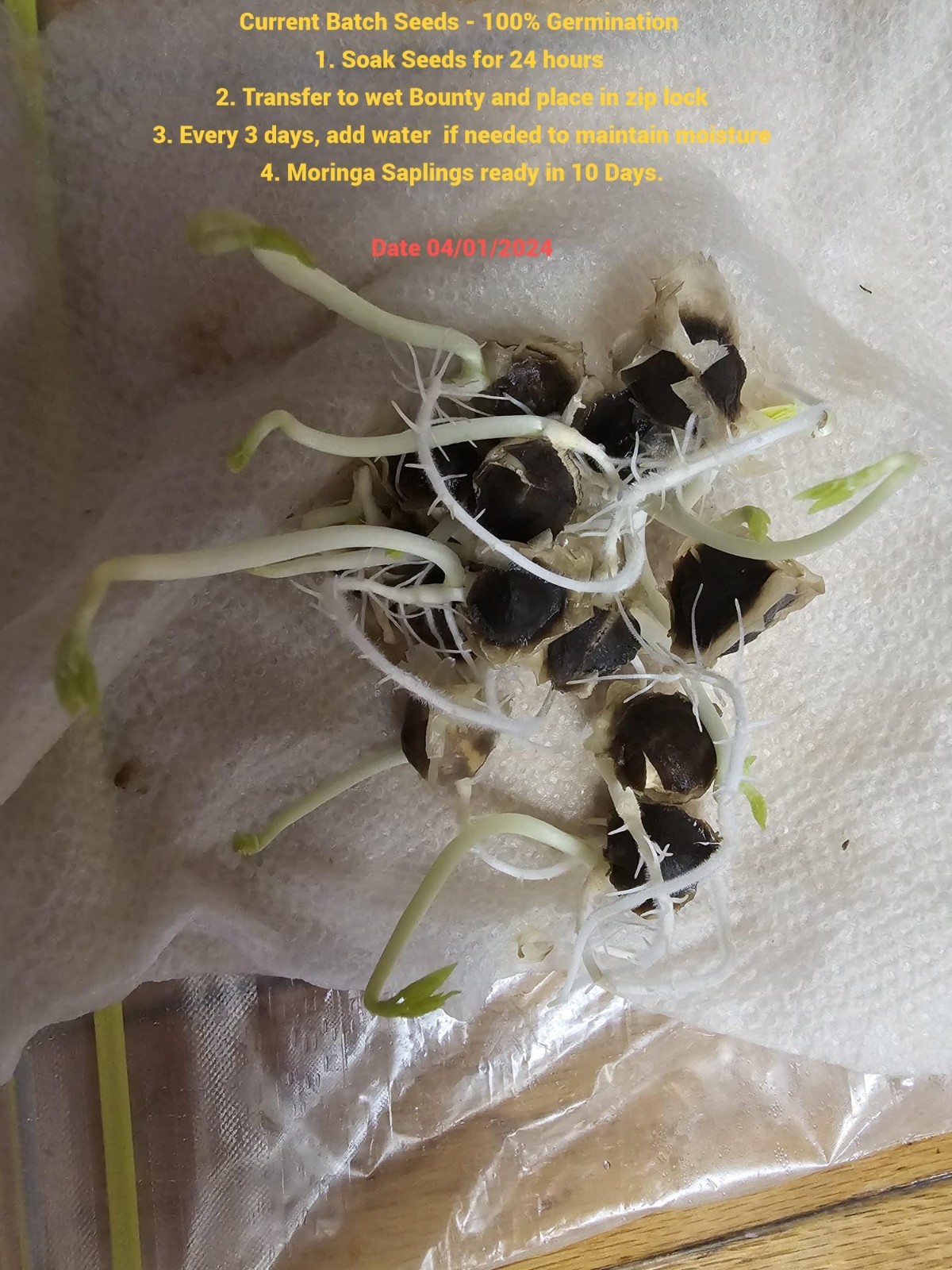 100 Moringa Seeds for Planting | Premium Germination | Malunggay Seeds, PKM1