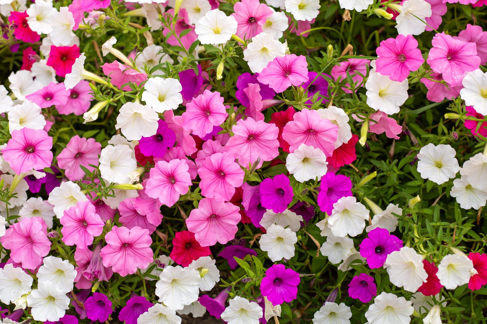 250 MIXED COLORS PETUNIA Red Pink White Purple ++ Flower Seeds *Flat S/H