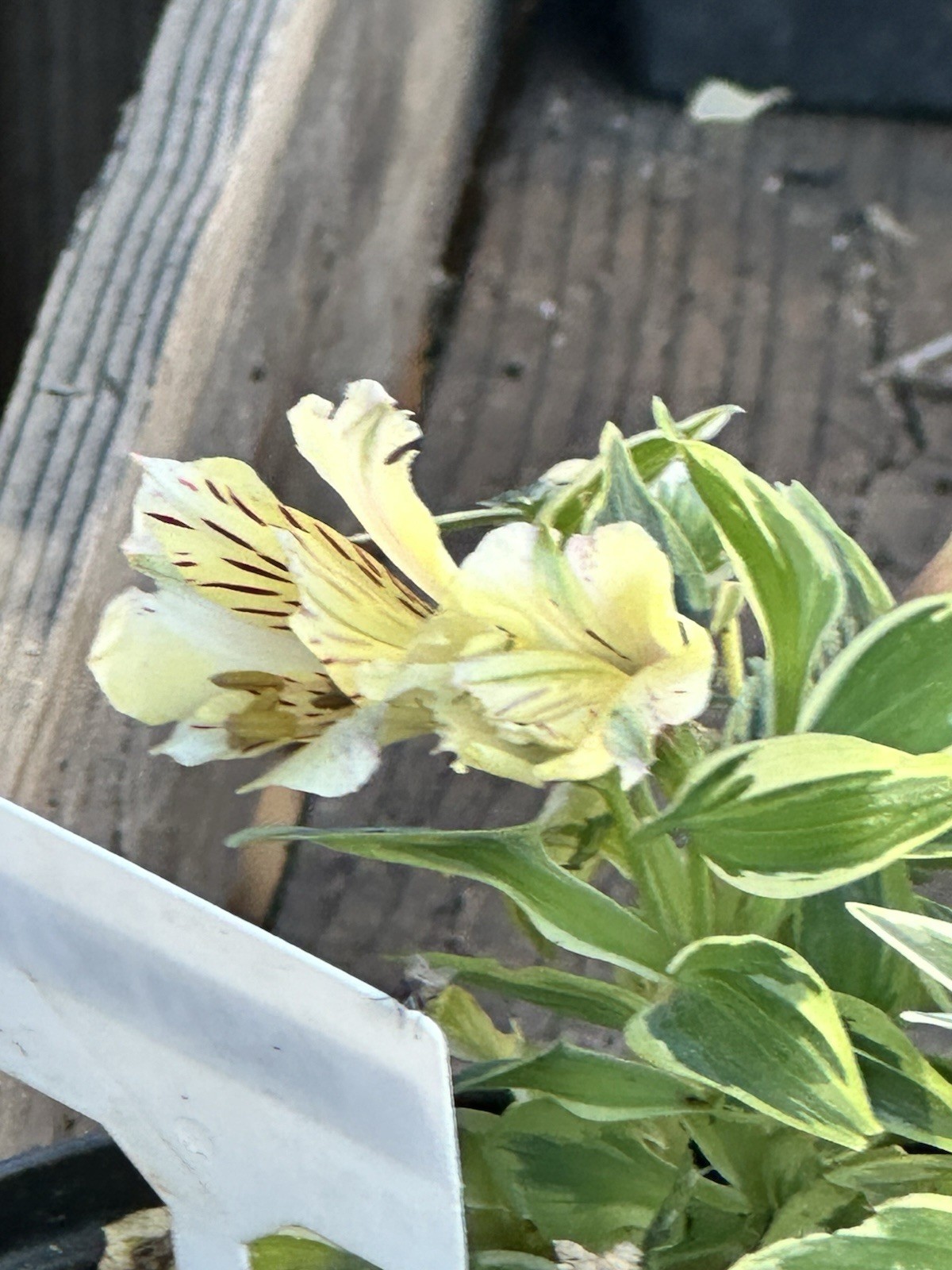 Alstroemeria aurea Yellow Variegated Peruvian Lily 1 Live Flower Plant Root Bulb