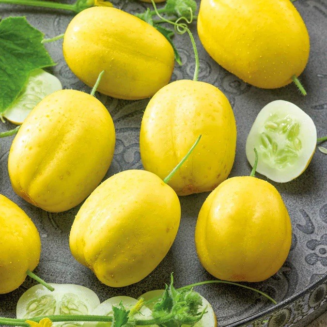 Lemon Cucumber Seeds 50+ Vegetable Seed Heirloom NON-GMO sweet tasty pickling US