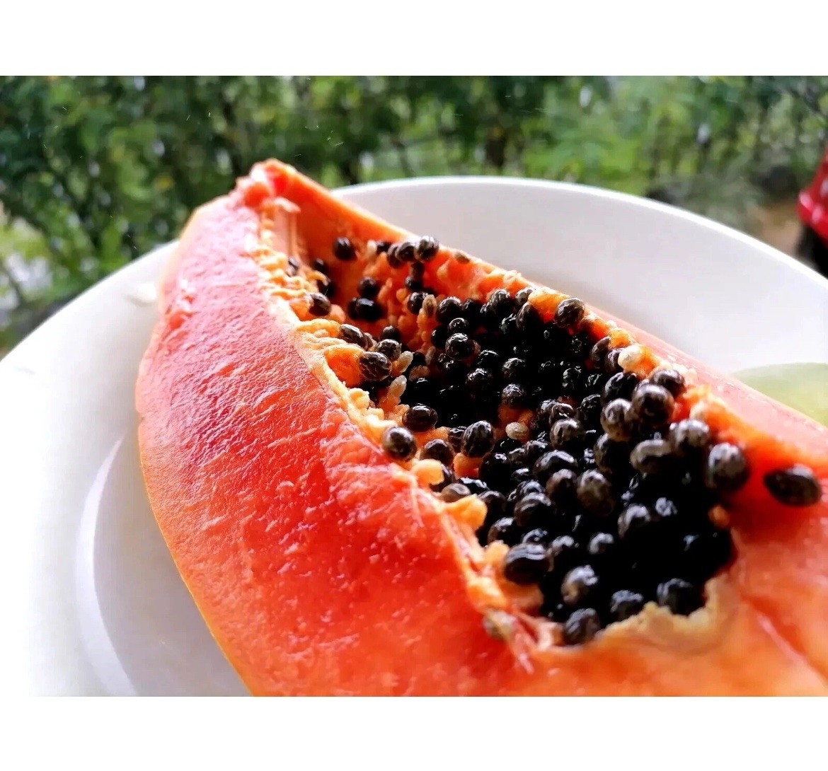 🌴Hawaiian ❗️Dwarf Solo Waimanalo Papaya Seeds 10ct Fast Fruit Houseplant