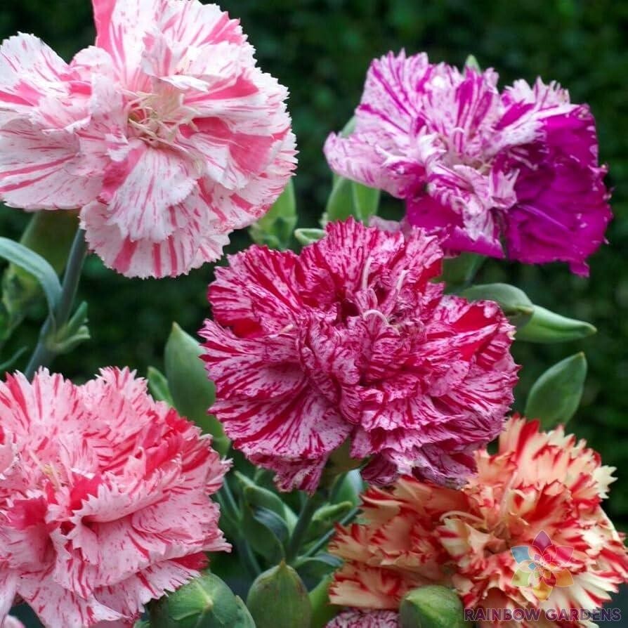 200+ Double Picotee Mix Carnation Seeds for Garden – USA – FREE SHIPPING!