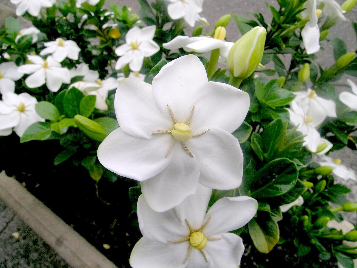 Gardenia Thunbergia 10 Seeds, Fragrant Wild Gardenia, Shrub Plants or Small Tree