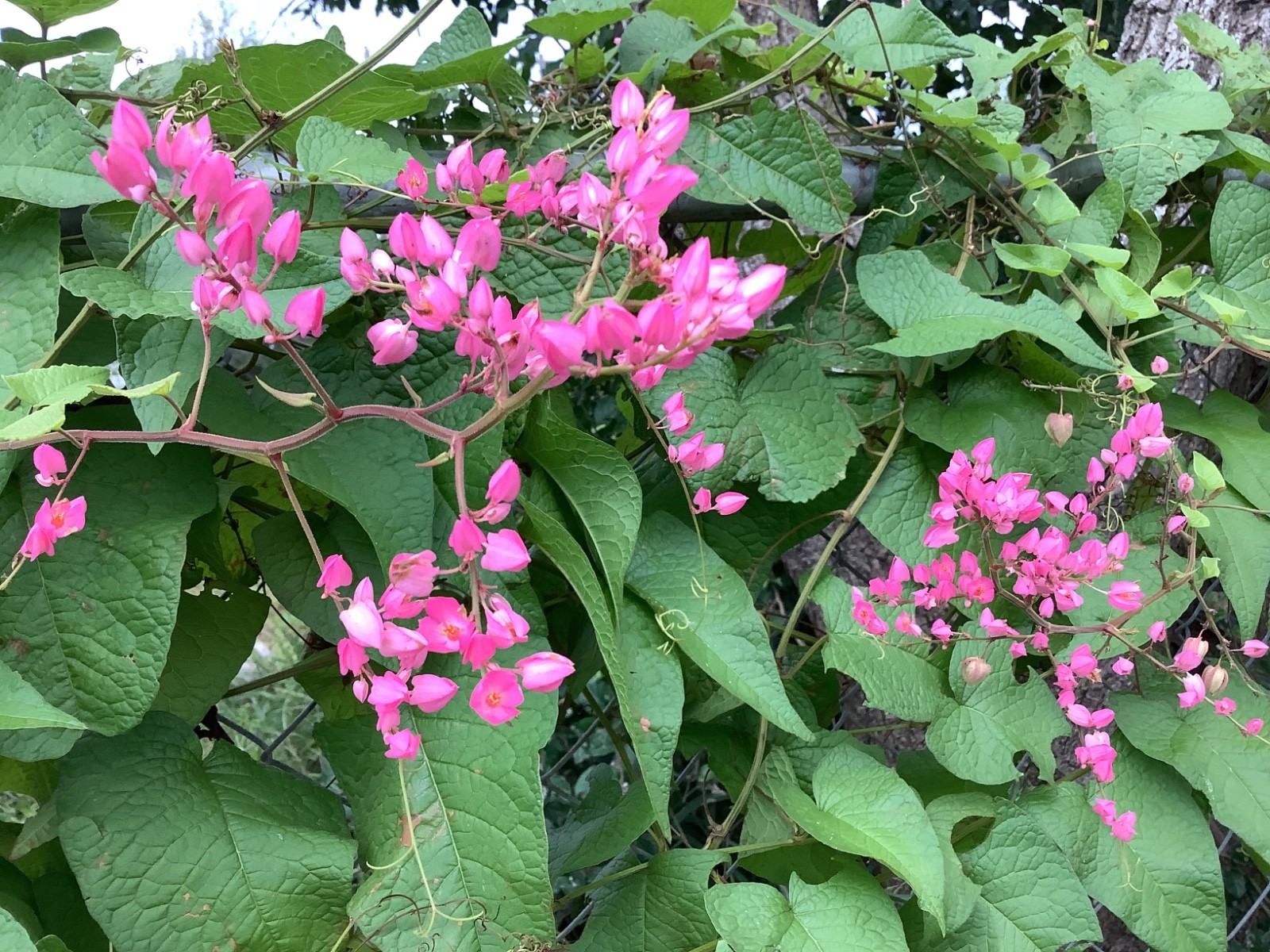 Coral Vine Seeds – Queen’s Wreath, Pink Climbing Flower Seeds