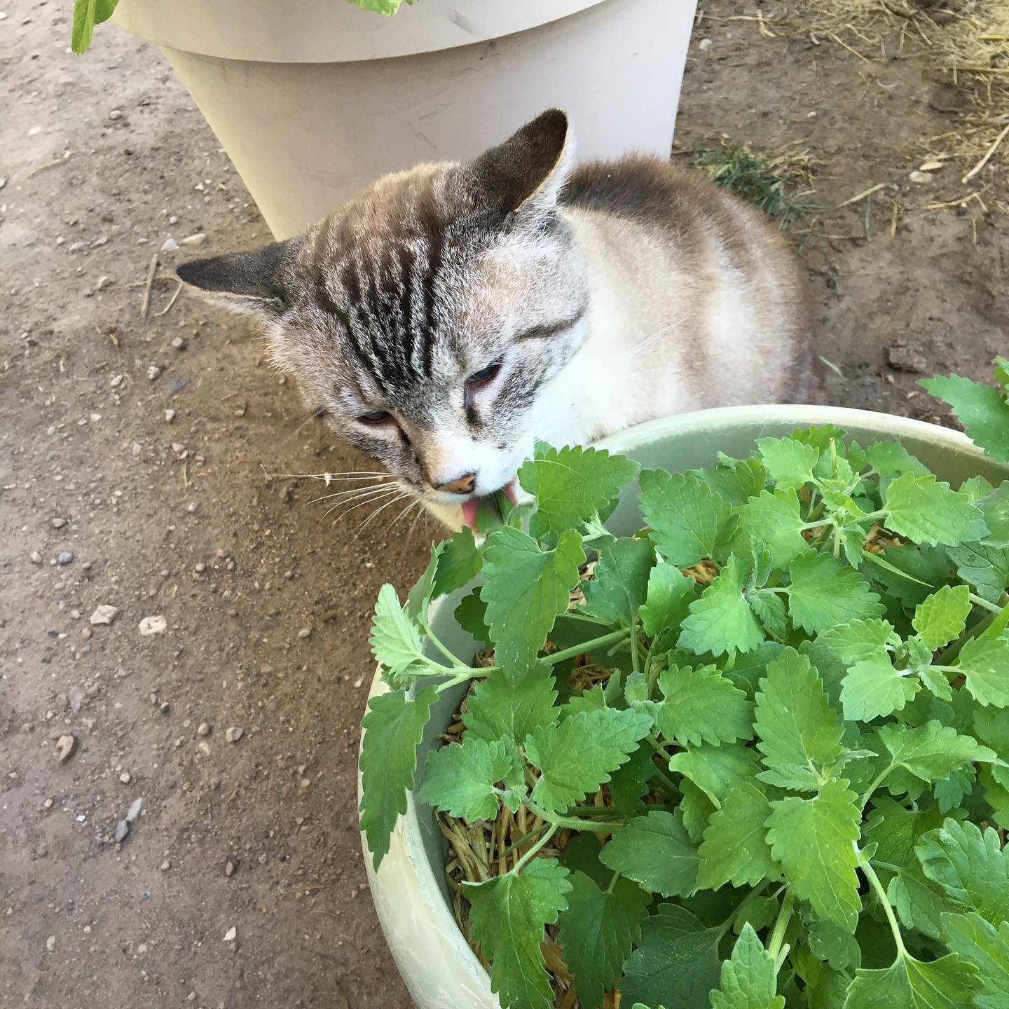 Catnip Seeds Organic Free Shipping! High Germination!