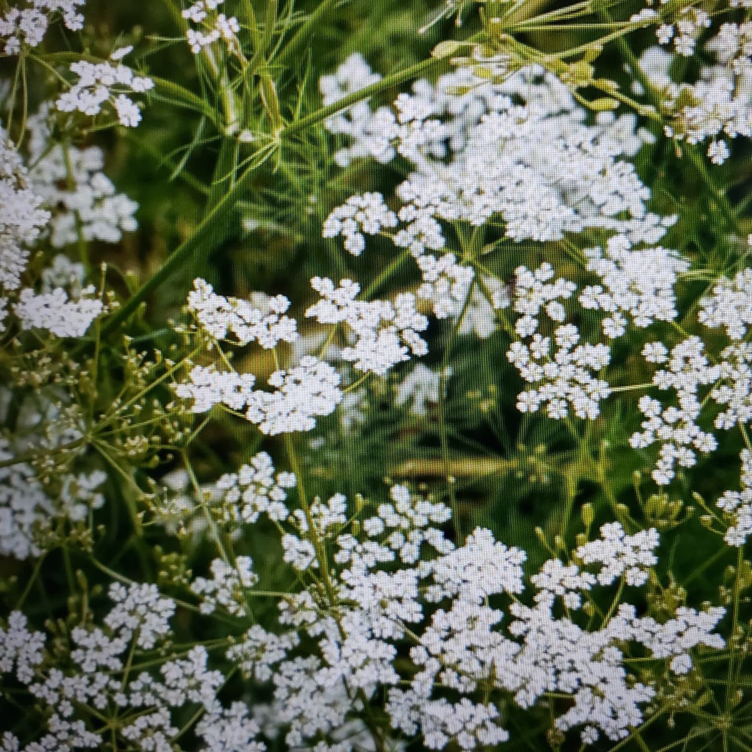 1000 CUMIN herb seeds for plan ting Fresh Seeds and FREE SHIPPING