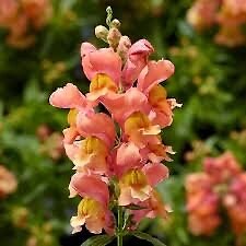 20 beautiful fluffy snapdragon flower seeds for spring summer variety mix pink