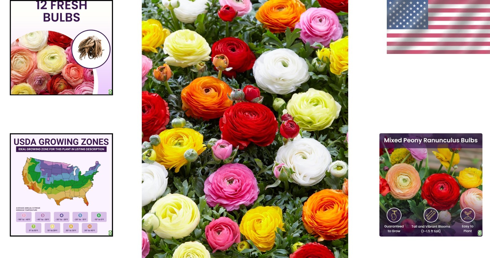 12 Peony Ranunculus Corms – Beautiful Multi-Color Flowers for Spring