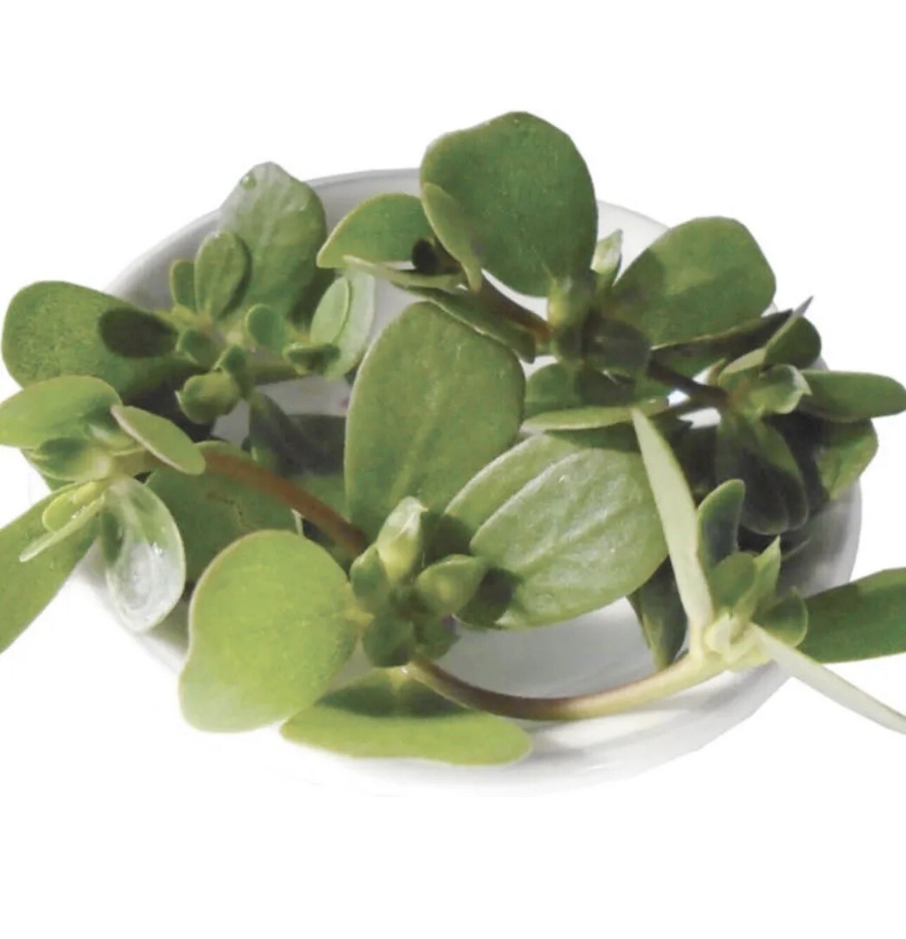 1 Pot Live Roots Plant , Portulaca Sativa Most Omega 3 Of Any Leafy (Rau Sam )