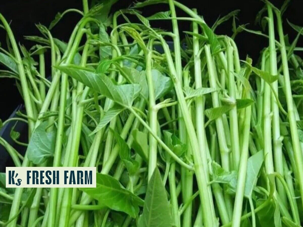 200+ pcs SUPER BUDS KANGKONG WATER SPINACH SEEDS,ONG CHOY, RAU MUỐNG SIÊU ĐỌT
