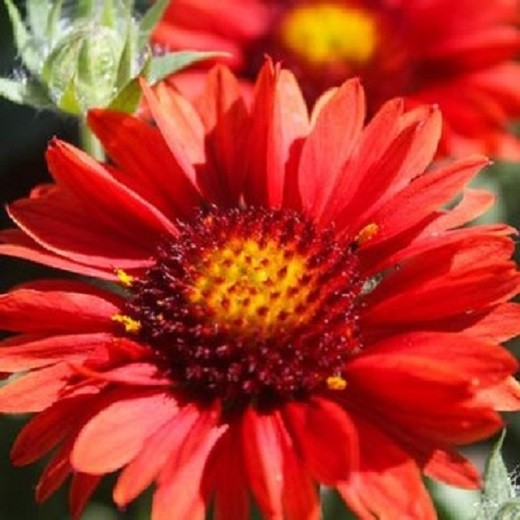 Arizona Red Shades 55 Blanket Flower Seeds~The Brooklyn Botanical Gardens Club!