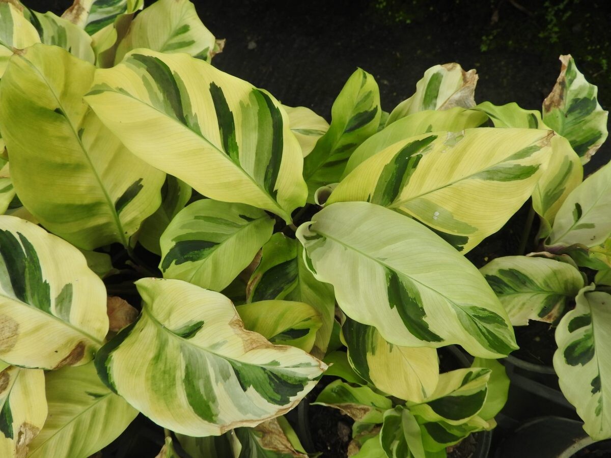 25+ Thai Beauty Calathea Seeds for Garden Planting – USA – FREE SHIPPING!
