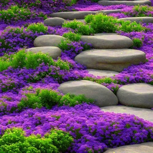 2000+ Purple Creeping Thyme Seeds Ground Cover Heirloom Garden Planting Fresh
