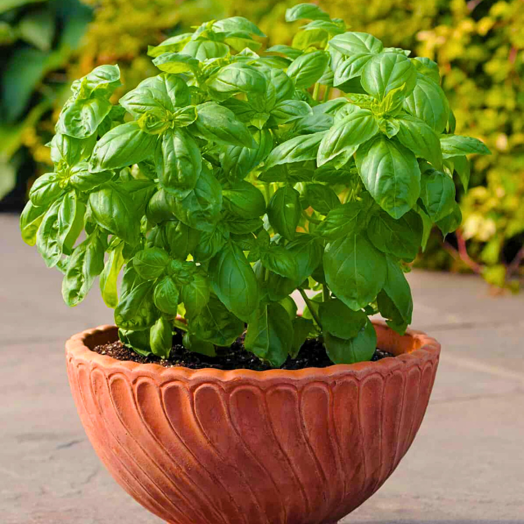 Fresh Italian Sweet Basil Seeds | Heirloom Non-GMO | Fresh Herb Seeds