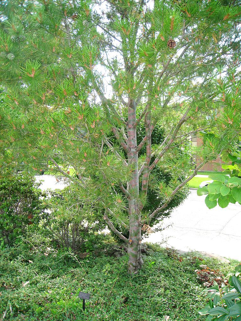 Lacebark Pine, Pinus bungeana, Tree Seeds (Showy Hardy Evergreen, Bonsai)