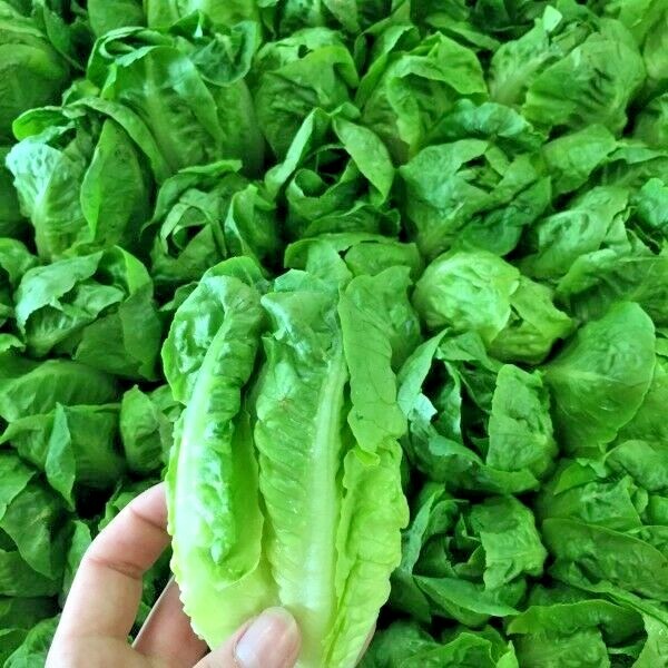 601+LITTLE GEM BUTTERHEAD Seed Leaf Lettuce Organic Spring Fall Garden Container