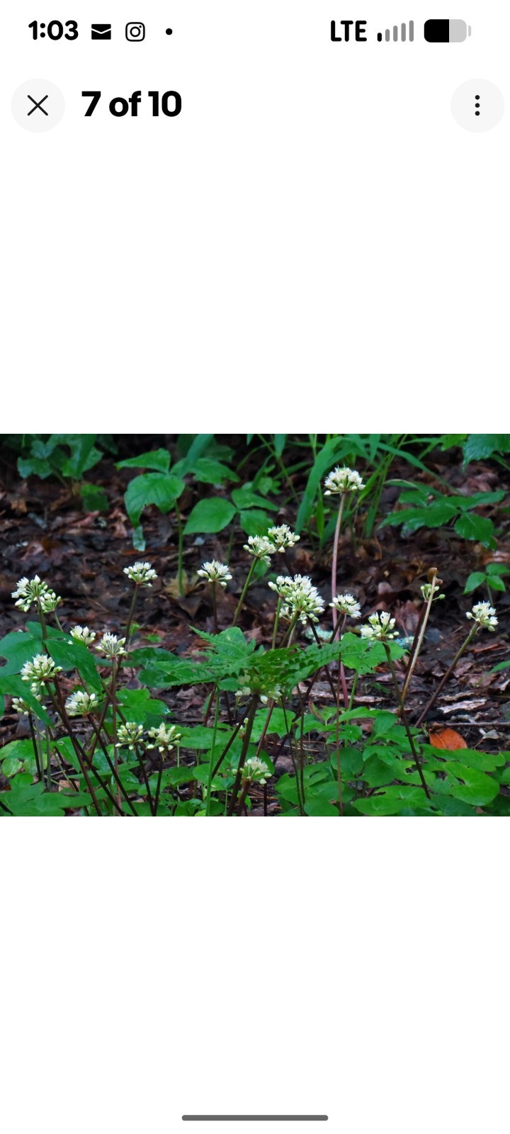 200++ Ramp Seeds aka Wild Leek and Allium Tricoccum. 2025 Wild Harvested.