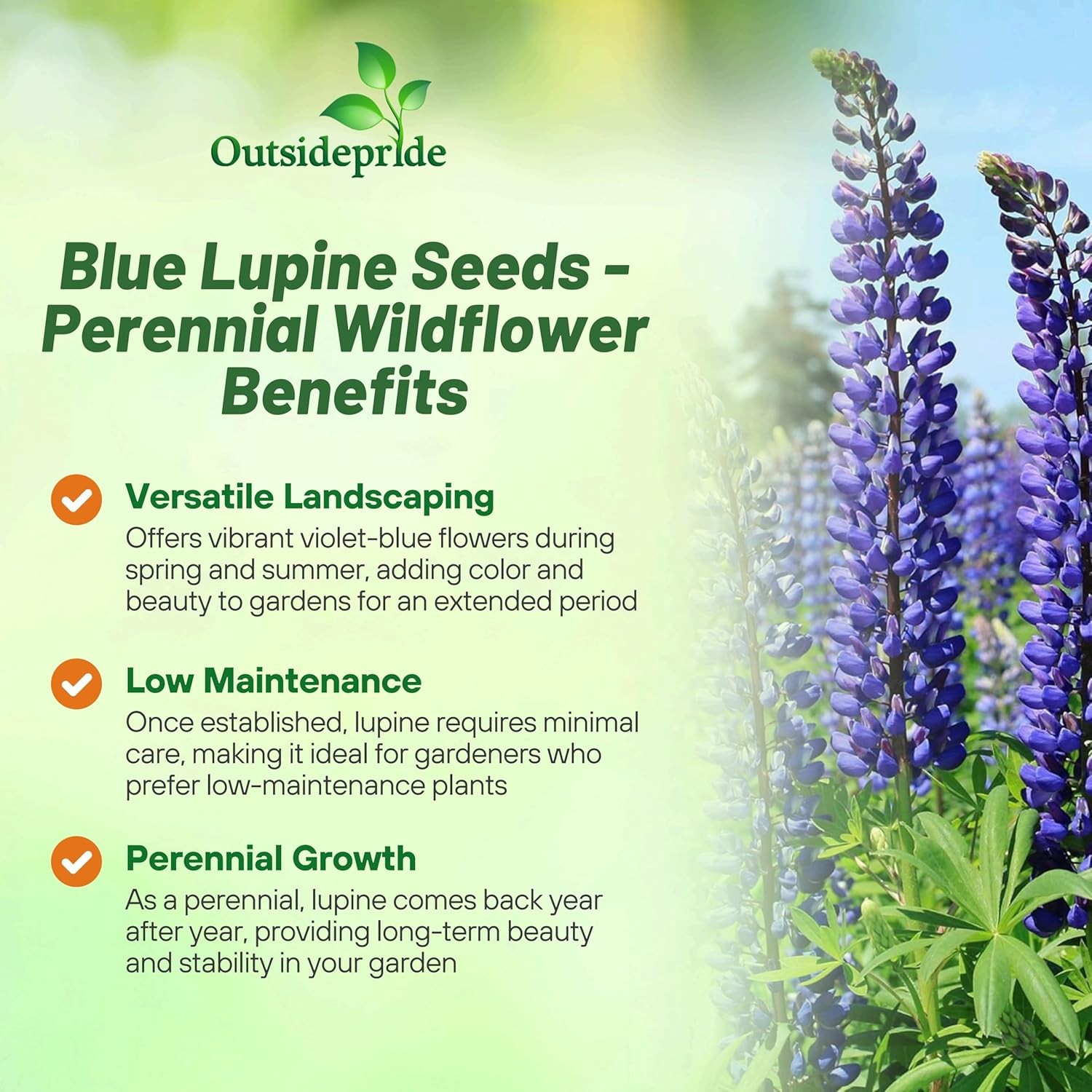 1 LB Blue Perennial Lupine Seeds For Planting | Lupinus Perennis Wild Flower