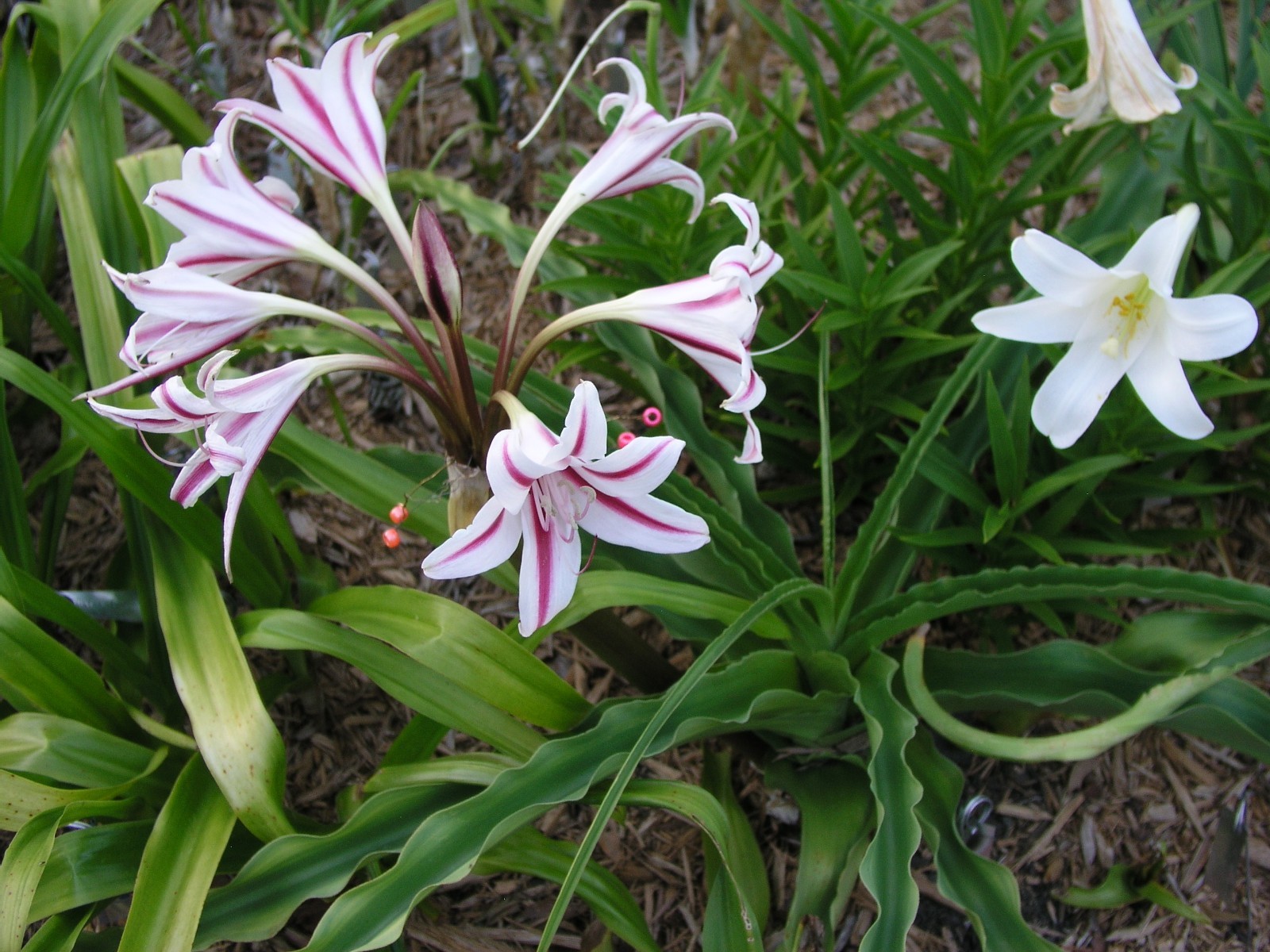 Crinum Lily, scabrum Margie Brown, large, near blooming-size bulb, NEW, RARE